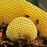 čebelarska tehtnica