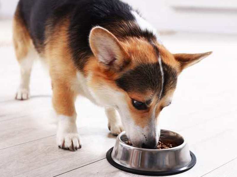 Vse, kar bi morali lastniki psov vedeti o mokri hrani za pse